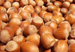 Shea Nuts